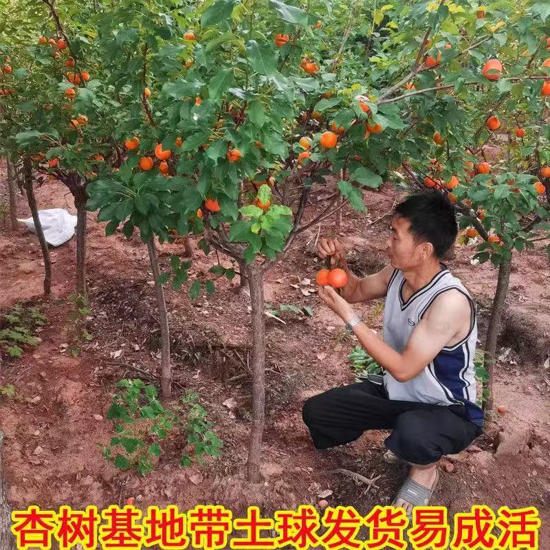 特大杏树果苗新品种香蜜杏和田杏南方北方四季种植别墅庭院嫁接大