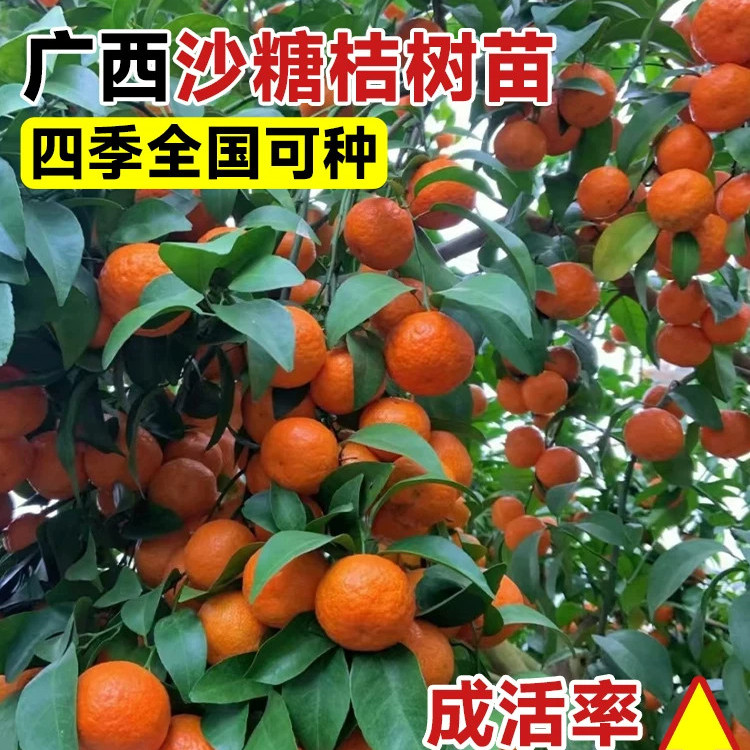 沙糖桔子树苗砂糖橘子盆栽果树果苗金桔水果南方北方种植带果柑橘