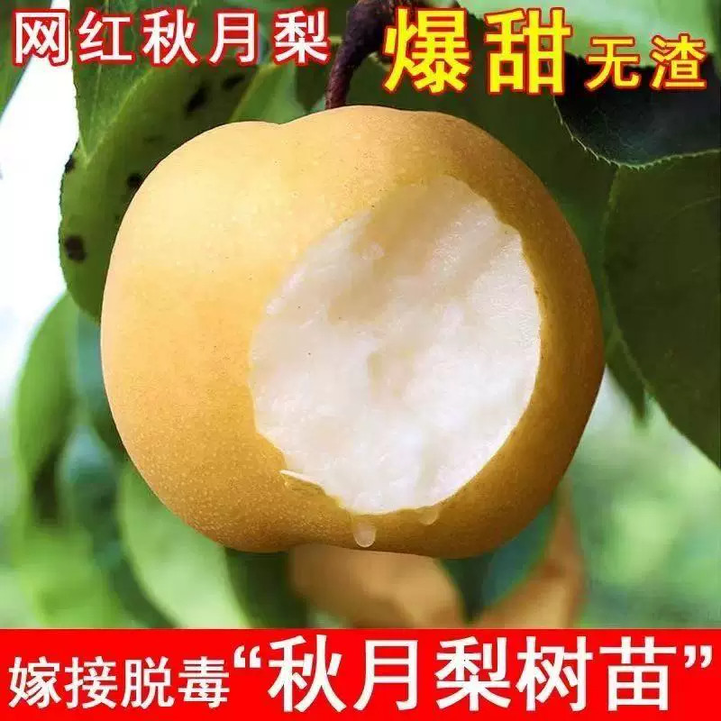 秋月梨树苗嫁接特大正宗薄皮新品种南北方种植盆栽地栽当年结果苗