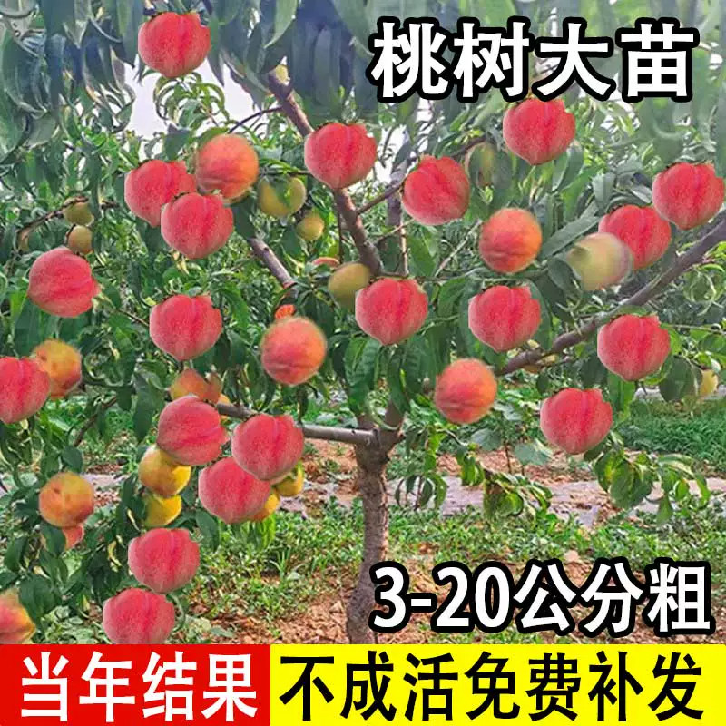 正宗桃树果苗冬桃油桃水蜜桃树苗南北方盆栽地栽庭院四季种植大树