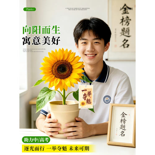 向日葵盆栽一举夺魁鲜花绿植花卉室内阳台桌面摆件送礼物金榜题名
