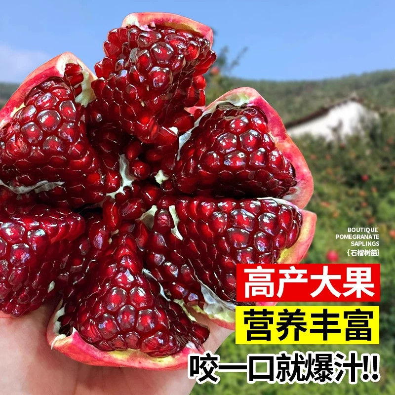 石榴树苗番石突尼斯软籽无子四季