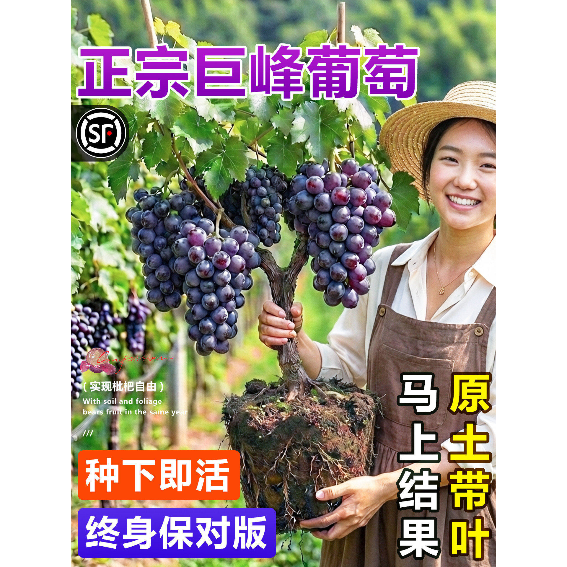 巨峰葡萄树苗阳光玫瑰大苗盆地栽果树果苗四季种植爬藤南北方种植