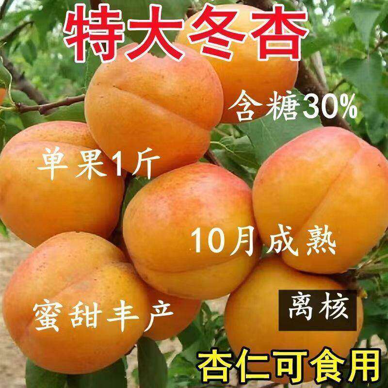 冬杏树苗特大杏子苗十月晚熟耐寒耐旱盆栽地栽南北方种植当年结果