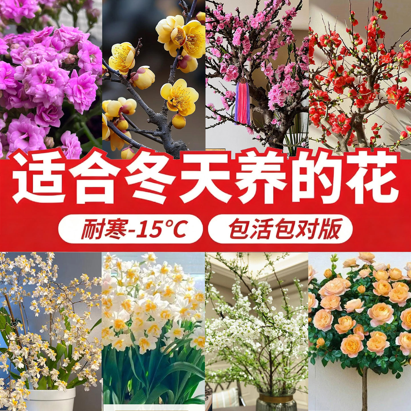 适合冬天养的花耐寒耐冻盆栽冬季开花浓香型花卉庭院室内好养植物