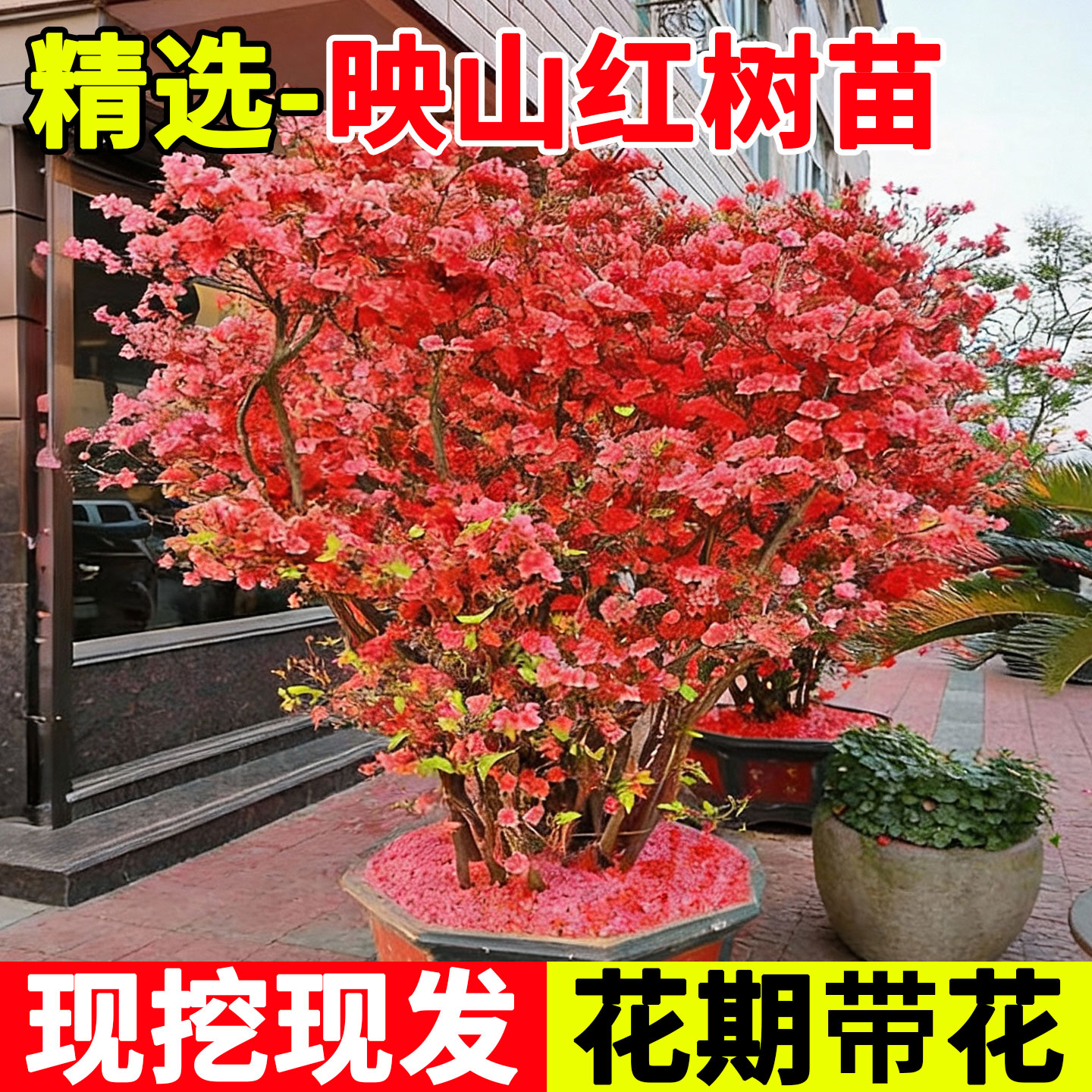 映山红树苗老桩盆栽四季室外花卉