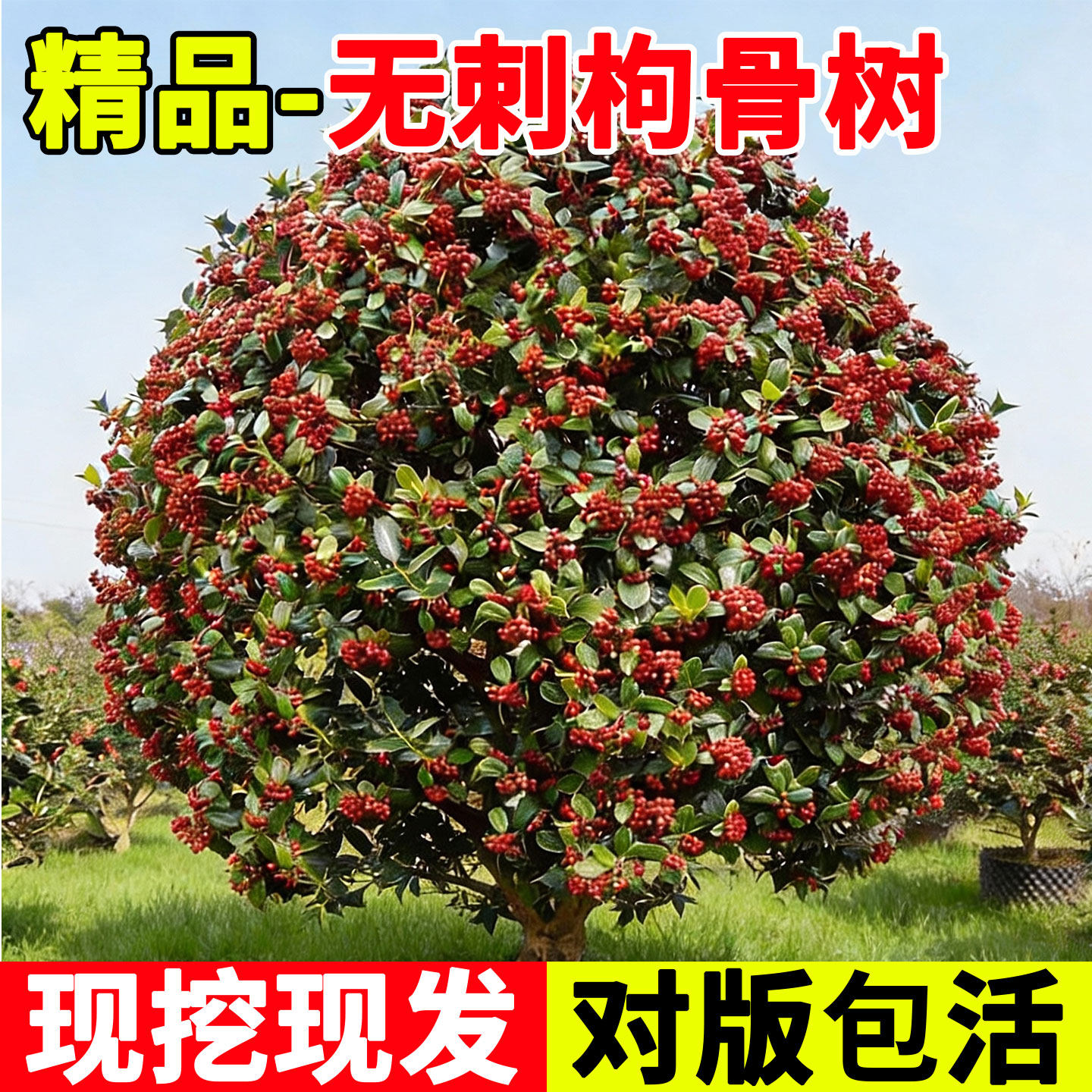 无刺枸骨树苗球型耐寒耐旱庭院绿化盆栽四季种植园林工程观果植物,鲜花速递/花卉仿真/绿植园艺,行道树/乔木,淘宝优惠券,粉丝福利购,淘宝优惠卷