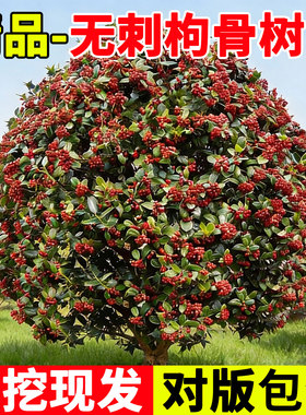 无刺枸骨树苗球型耐寒耐旱庭院绿化盆栽四季种植园林工程观果植物