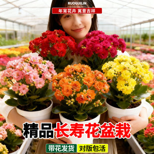 长寿花盆栽带花苞重瓣大花精品四季开花植物超长花期室内年宵花卉