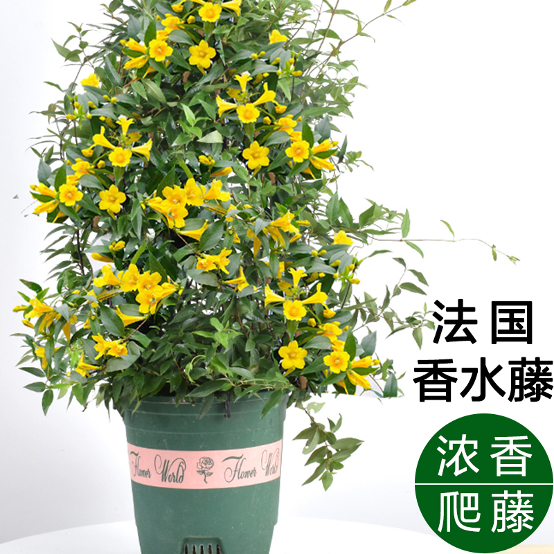 浓香型耐寒冬季开花植物爬藤花卉