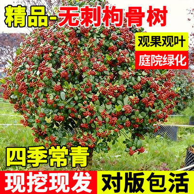 无刺枸骨树苗球型耐寒庭院绿化