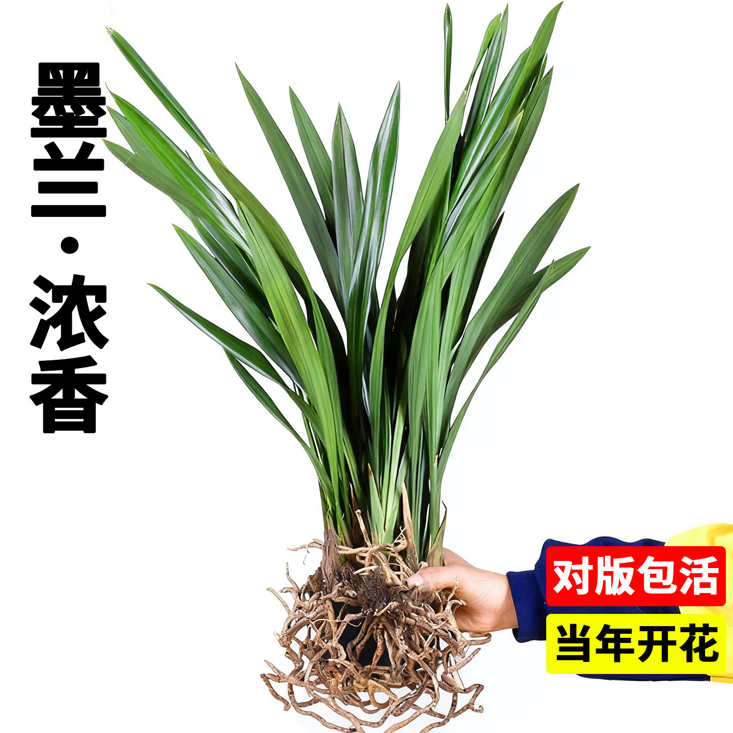 墨兰兰花浓香型室内耐寒冬季开花