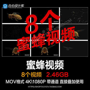 AE/PR特效真实蜜蜂昆虫空中飞翔苍蝇群视频素材元素透明通道