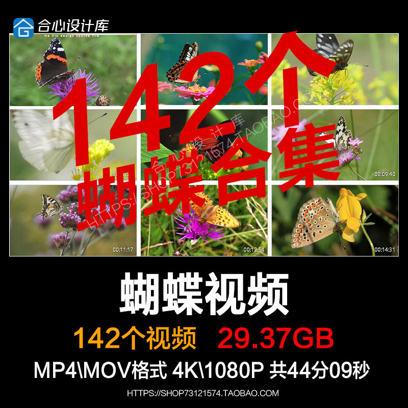 春天蝴蝶觅食采蜜花朵花开大自然蝴蝶飞舞春意盎然实拍短视频素材