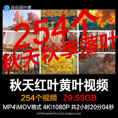 秋天风景唯美伤感怀旧落叶红叶树木枫叶凋零飘落自媒体短视频素材