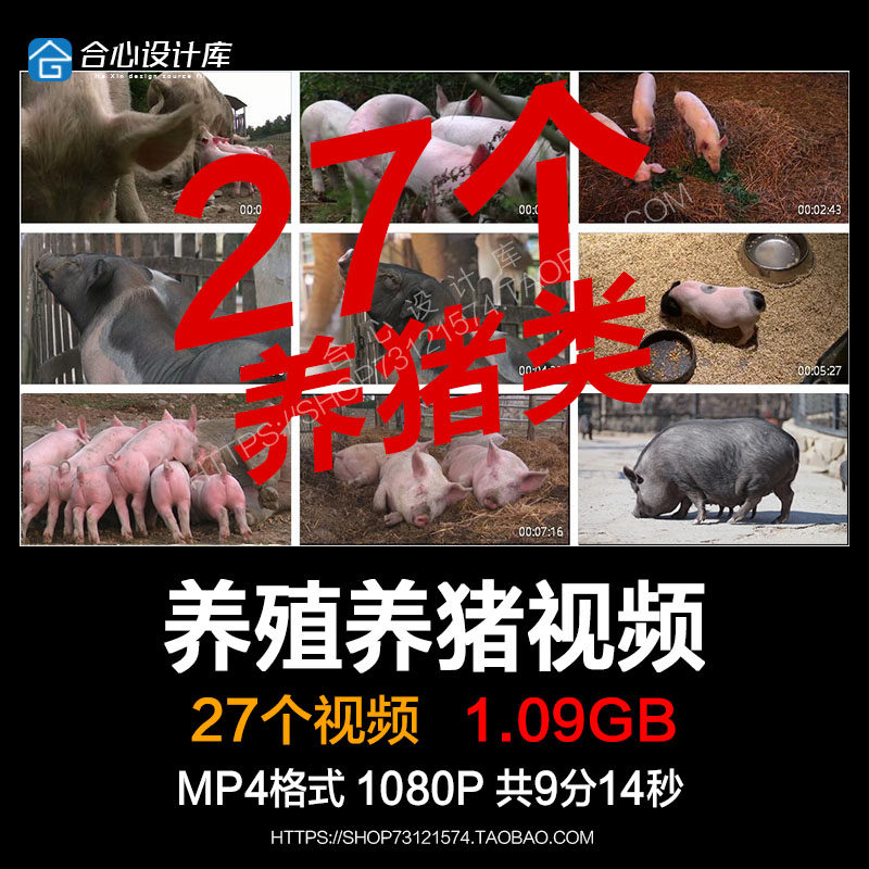 农村生态养殖业养猪场散养肉猪小猪仔生猪饲养种猪自媒体视频素材