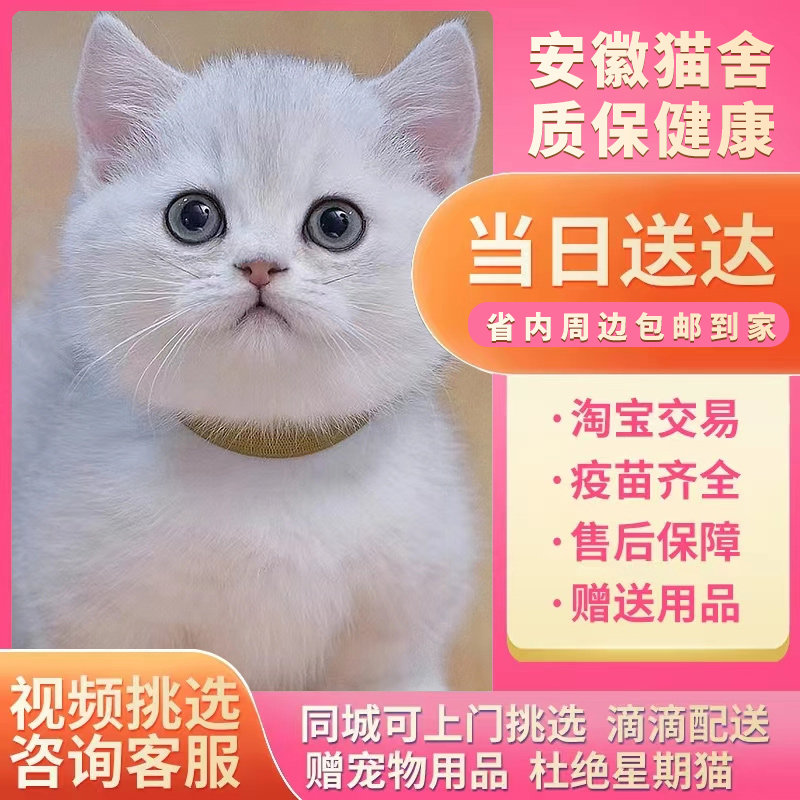 小布给我跳一下科目三
