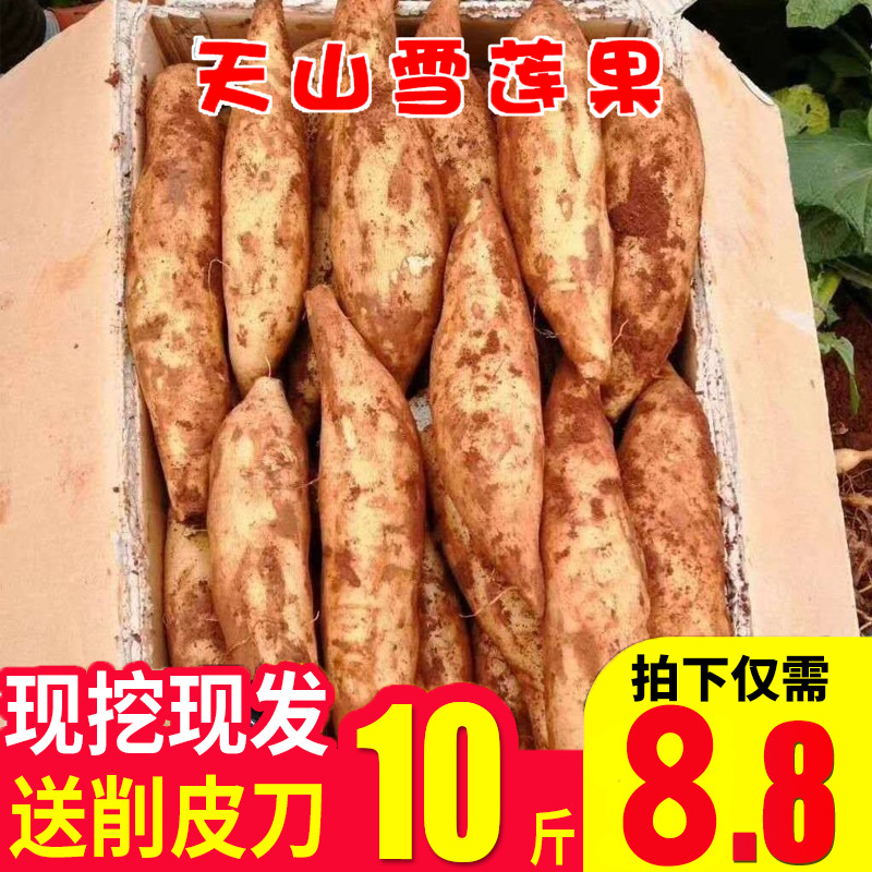 天山雪莲果新鲜10斤水果当季整箱包邮5大果3红心特级一云南雪连果