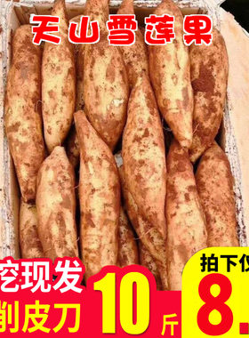 新鲜现挖雪莲果天山当季应季