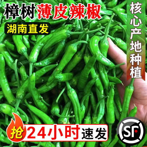 樟树镇港原种微辣薄皮辣椒5斤