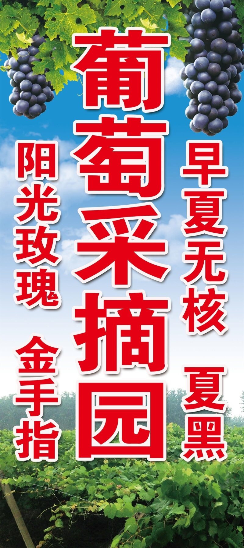 葡萄采摘园阳光玫瑰金手指早夏无核夏黑海报展板葡萄采摘园墙贴