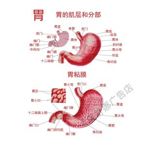 胃部结构示意图 人体解剖图 医学知识自粘自贴画中医养生保健海报