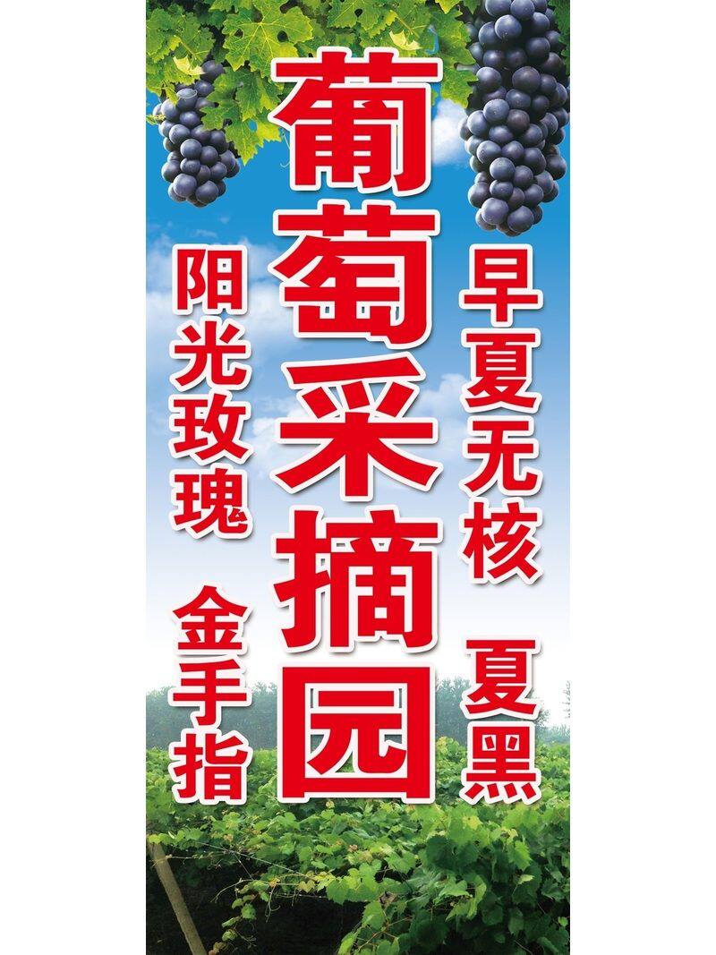 葡萄采摘园阳光玫瑰金手指早夏无核夏黑海报展板葡萄采摘园墙贴