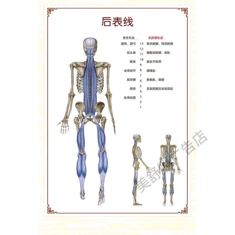 人体解剖列车筋膜解析手法海报全套筋膜手法筋膜力姿势示意图海报