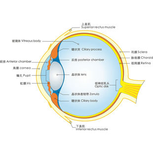 眼球结构图海报展板上直肌下直肌巩膜晶状体睫状体墙贴纸KT板