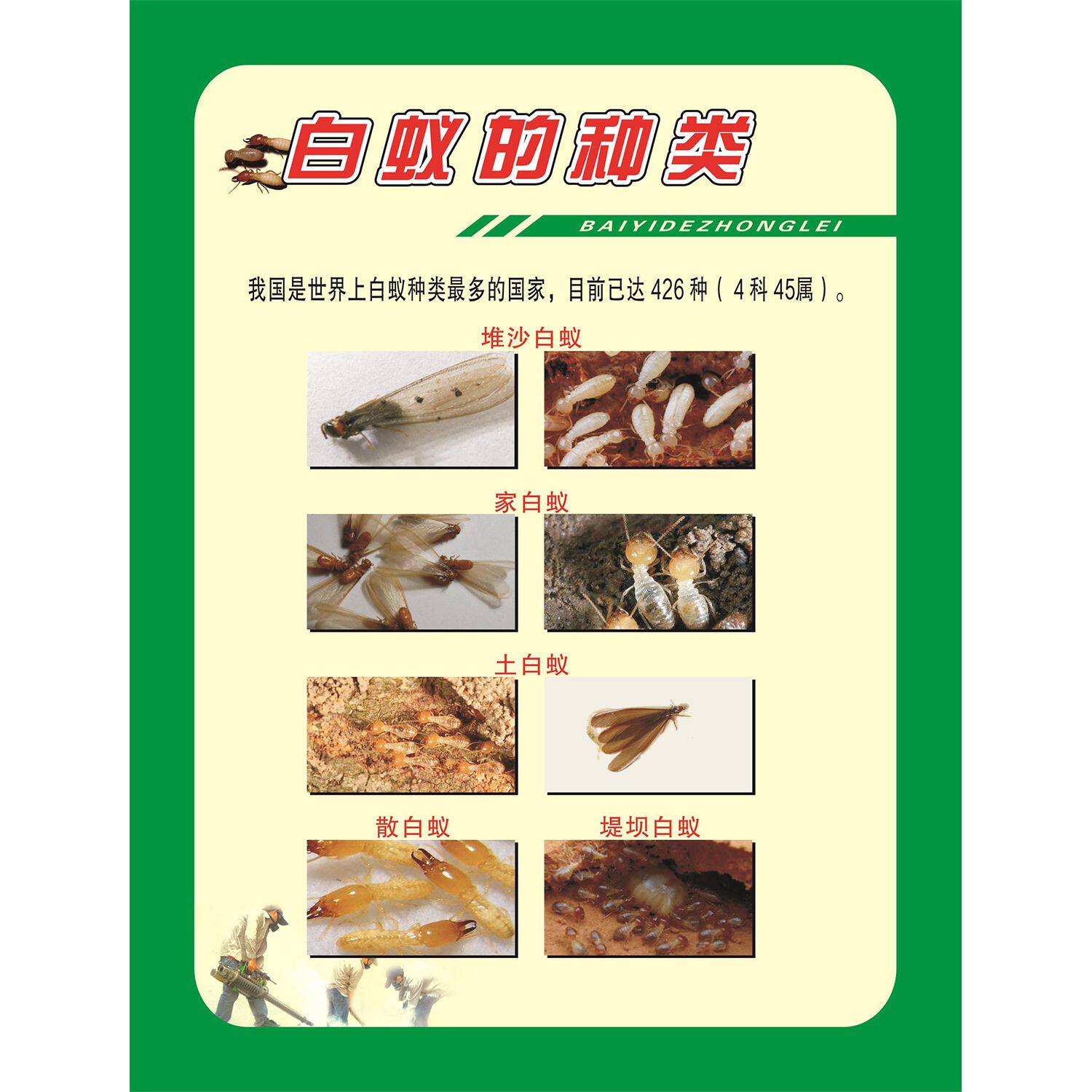 白蚁的种类海报展板白蚁的生长史白蚁的危害白蚁的防治墙贴纸