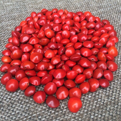 天然 红豆菩提原籽相思豆海红豆手串手链散珠红心血菩提