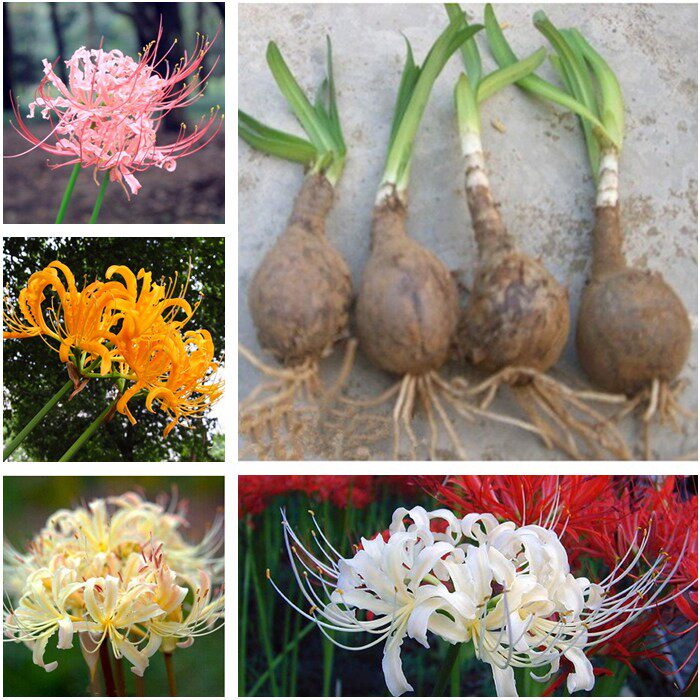 六仙书阁曼珠沙华 价格 怎么样 图片