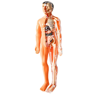 人体器官结构模型骨骼可拆卸初中生物3d解剖内脏儿童拼图拼装身体