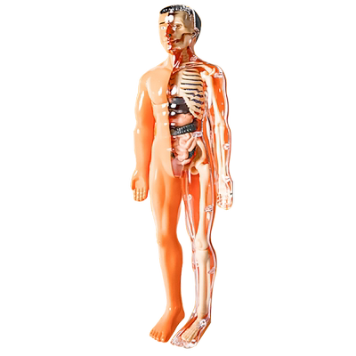 人体器官结构模型骨骼可拆卸