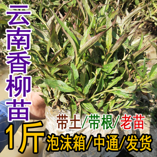 云南傣族香辣柳苗新鲜香辣蓼鱼生菜拉沙叶食用盆栽调味料绿植1斤