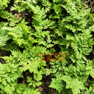 川芎苗新鲜川香根牛肉香料配菜香中草药可种植1盆不支持退换货