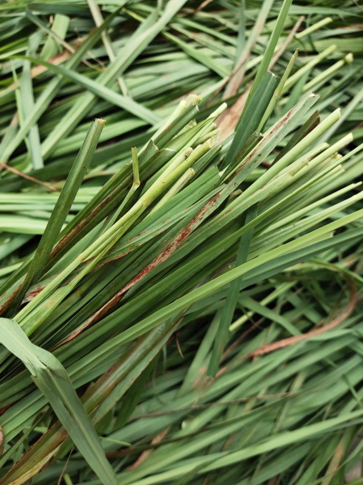 新鲜香茅草叶子可煮鸡肉炖汤喝银香草茅草烤鱼调料菜500克1斤包邮