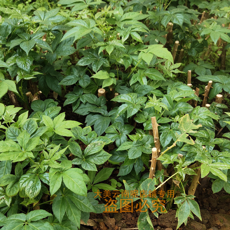 云南五加风刺五加苗扦插苗现货新鲜大苗植物1盆栽5苗不支持退换货