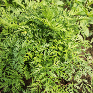 川芎苗新鲜川香根牛肉香料配菜香中草药可种植1盆不支持退换货