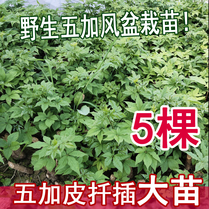 刺五加五加皮老虎镣子