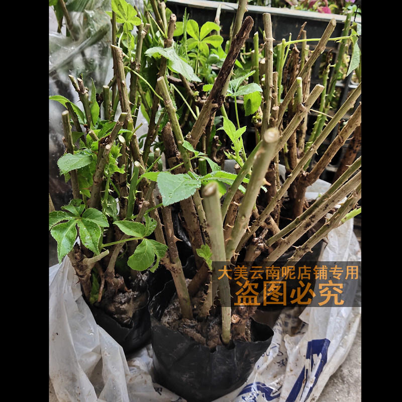 云南刺五加苗豺节五加皮带根带土