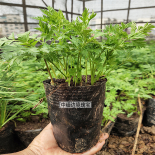 川芎苗新鲜川香根配菜香中草药可种植1盆用来栽种不支持退换货