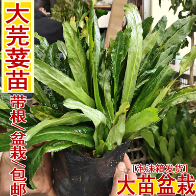 新鲜大芫荽带根可以种植盆栽小苗