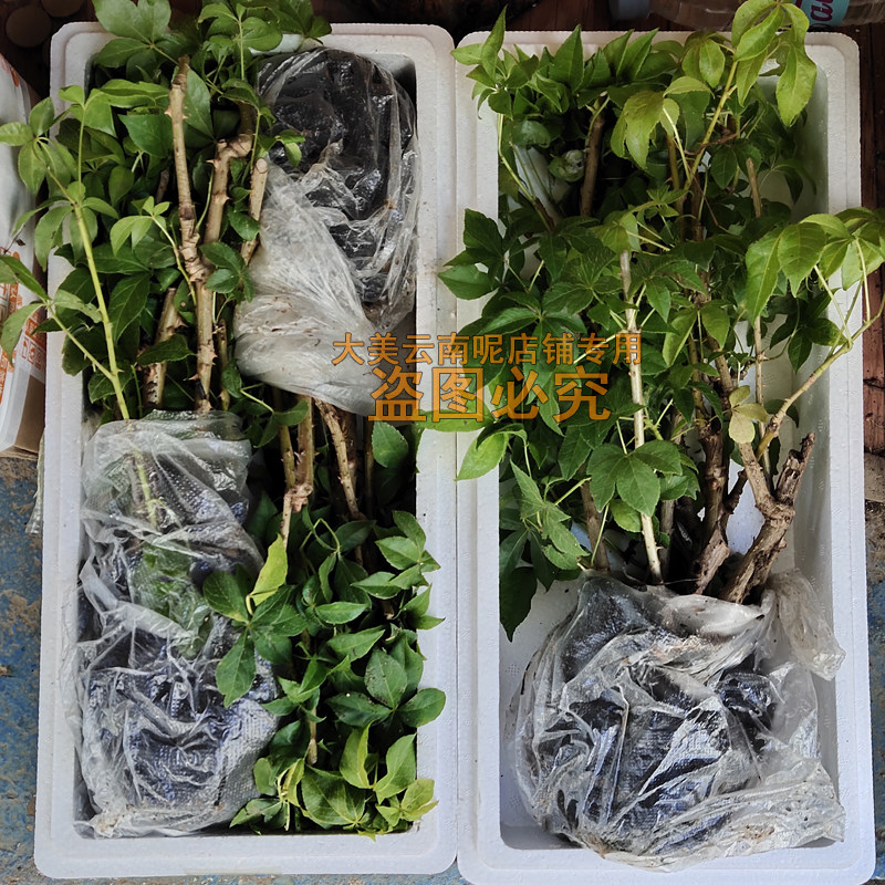 云南德宏菜苗新鲜五加风刺五加1盆5棵大苗带土带根阳台庭院种植