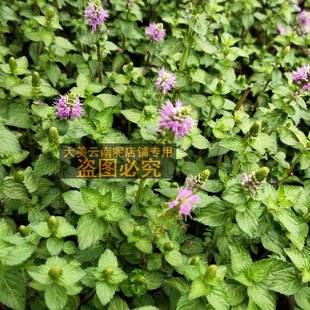 云南德宏野菜水薄荷特产傣味麻章那香香草新鲜蔬菜水香菜带根老苗