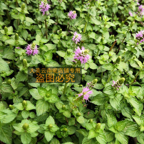 香香草新鲜蔬菜水香菜带根老苗