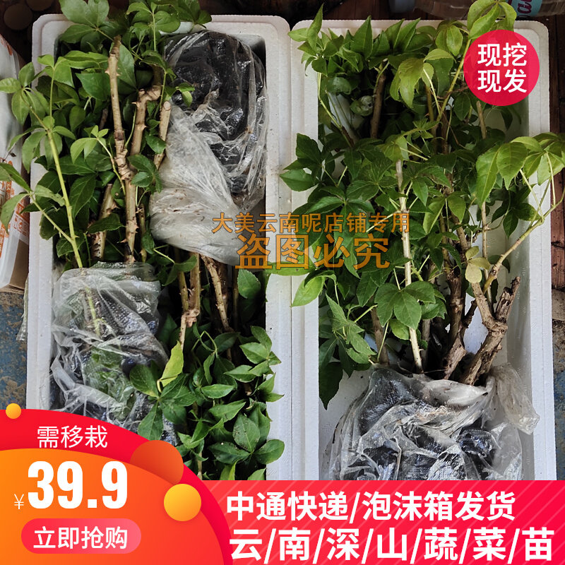 云南德宏菜苗新鲜五加风刺五加1盆5棵大苗带土带根阳台庭院种植