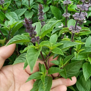 云南金盖九层塔荆芥罗勒小苗绿植傣族调味菜易活盆栽苗10棵