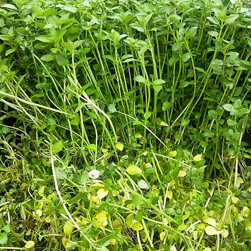 云南德宏野生水香菜傣族调料新鲜蔬菜酒店餐厅食材店长推荐热卖