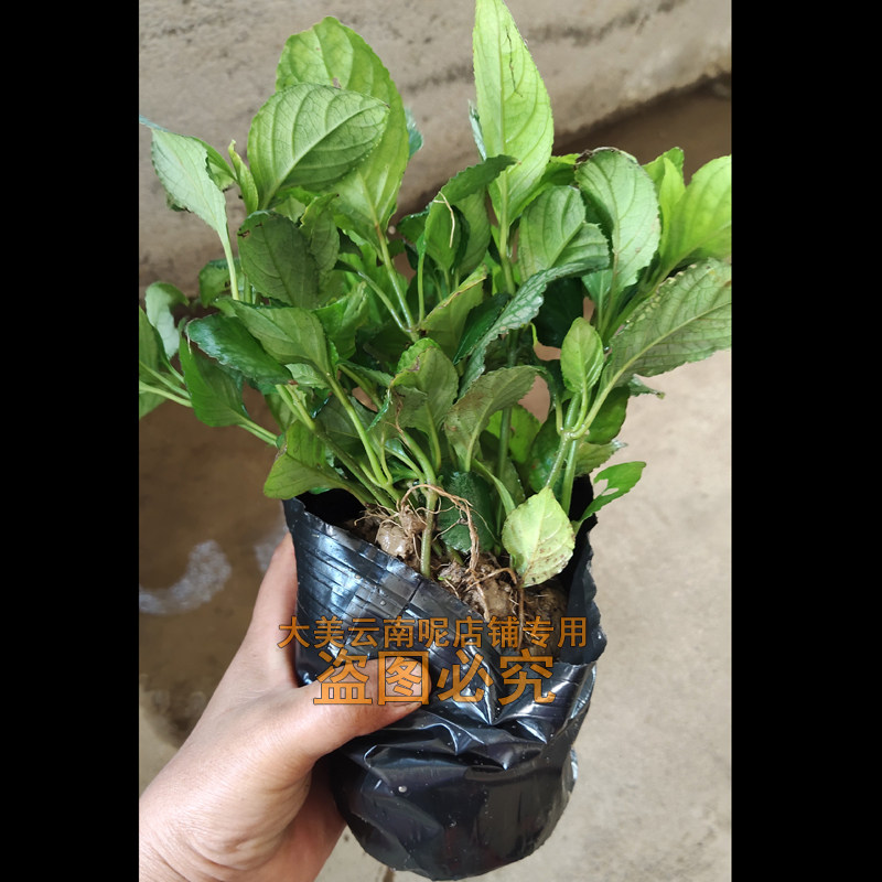 糯米茶苗香茶香料茶植物带根带土盆栽发货包邮小苗6棵1盆现挖苗